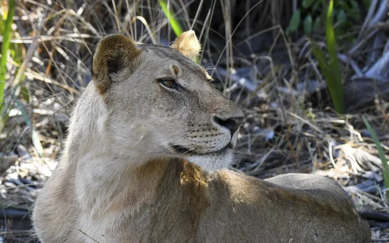 Sunset scenery and romantic atmosphere in Serengeti National Park