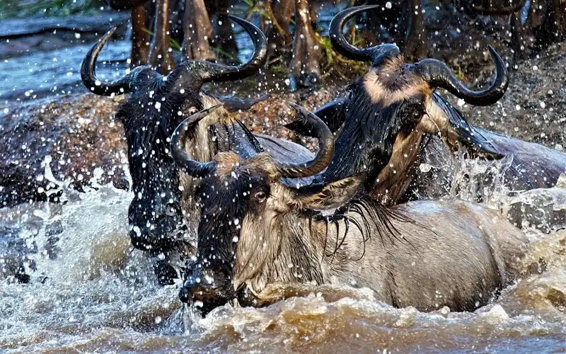 Northern Serengeti landscapes and wildebeest migration