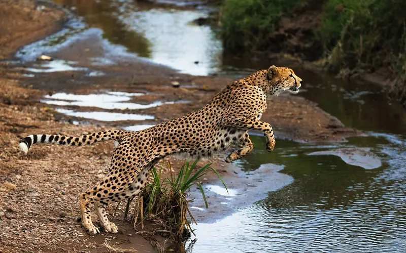 Mara River crossing tracking