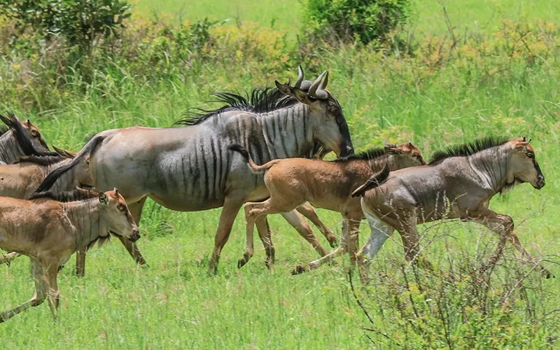 Ndutu wildlife plains calving season