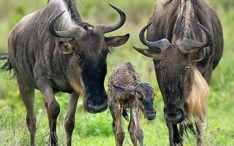 Arrival in Northern Serengeti for migration tracking in Kogatende area