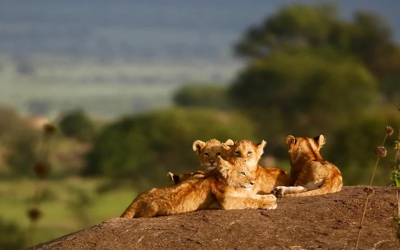 Sunrise migration tracking and fly out from Serengeti