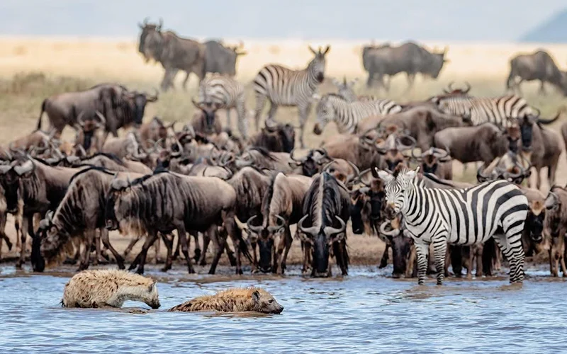 Wildebeest migration crossing Grumeti river