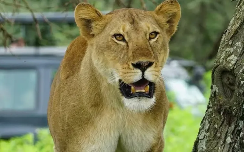 Day 2 – Big Cat Action