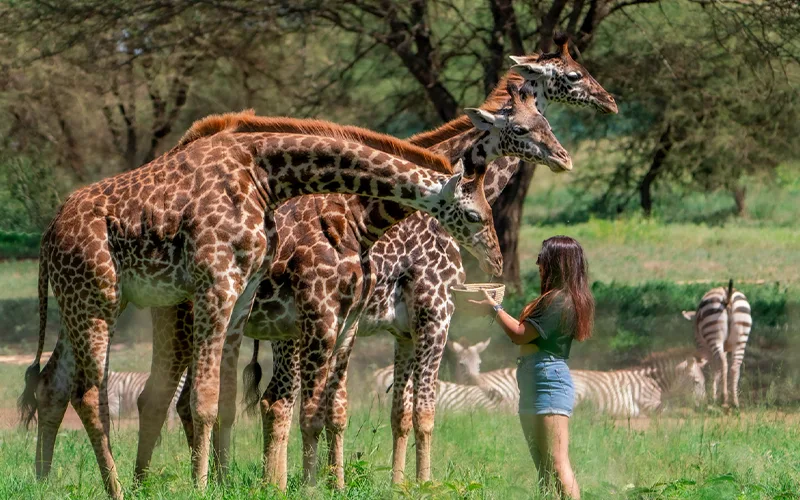 Serval Wildlife Sanctuary Day Trip