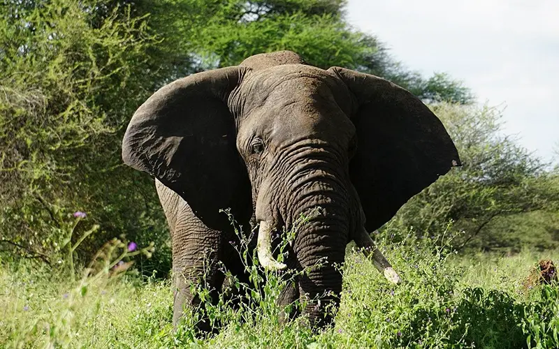 Tarangire National Park elephant herds and baobab trees
