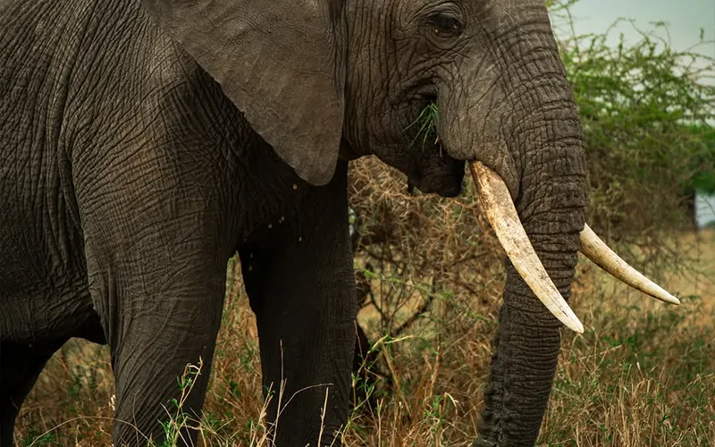 Tarangire morning safari and departure