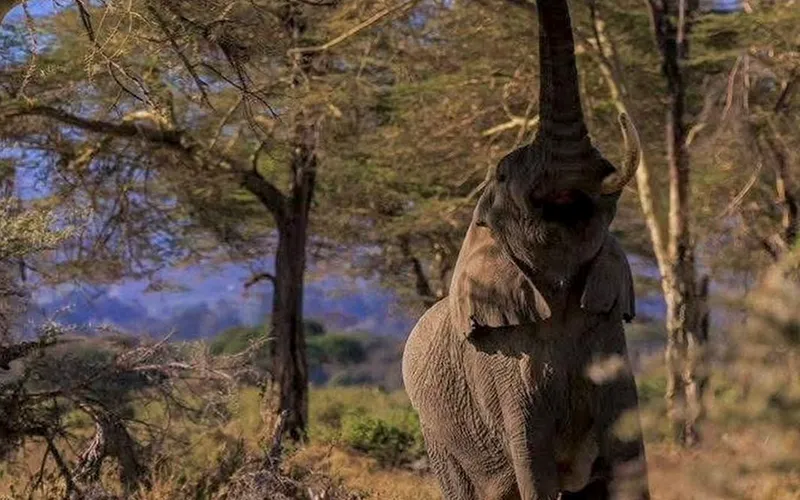 Tarangire National Park Wildlife Game Drive