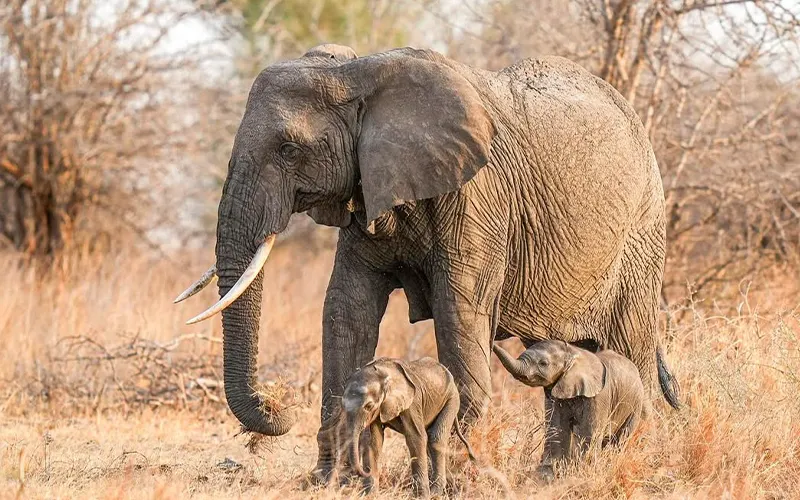 Tarangire National Park elephant and predator ecosystem