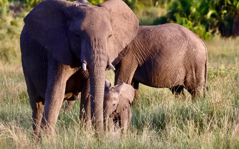 Tarangire National Park Baobabs & Elephants