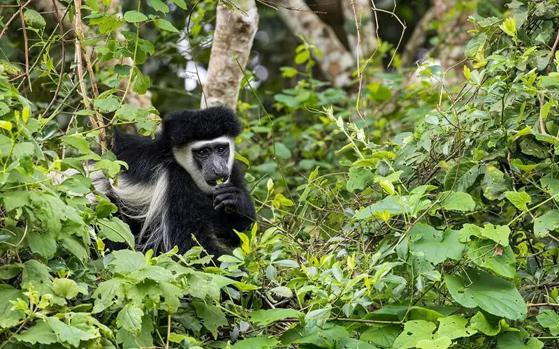 Rare colobus monkey in Udzungwa rainforest