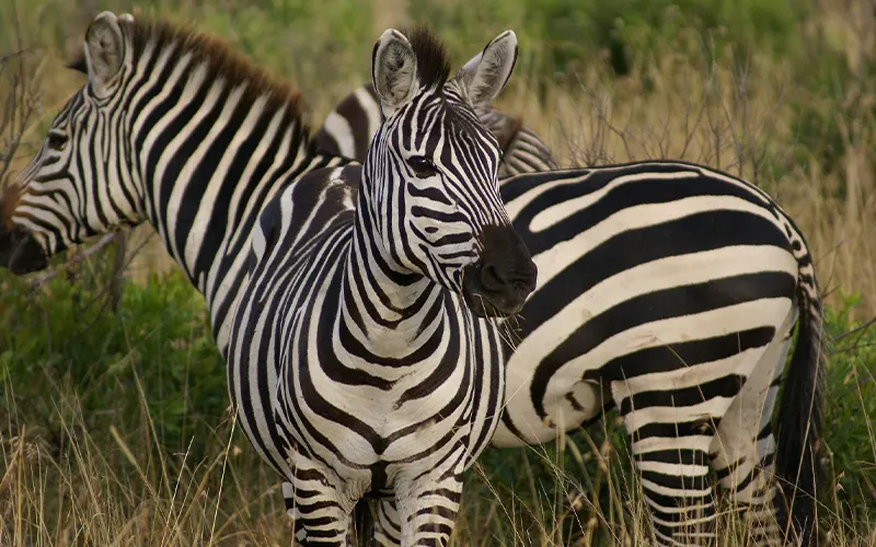 Day 3 zebra vanguard migration movement and Serengeti departure