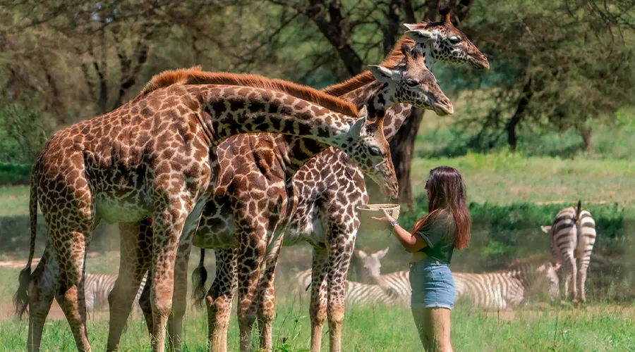 Tanzania Safari Destination