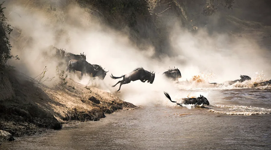 Wildebeest Western Corridor