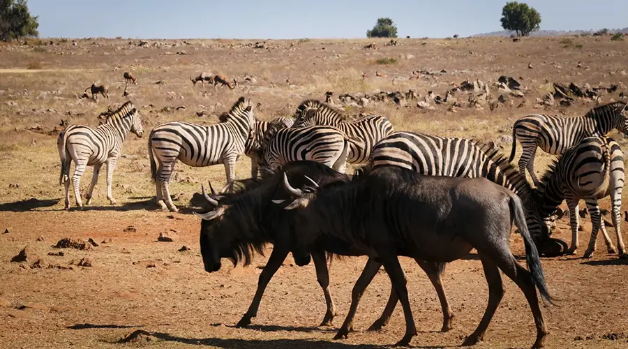 Serengeti Kopjes Retreat