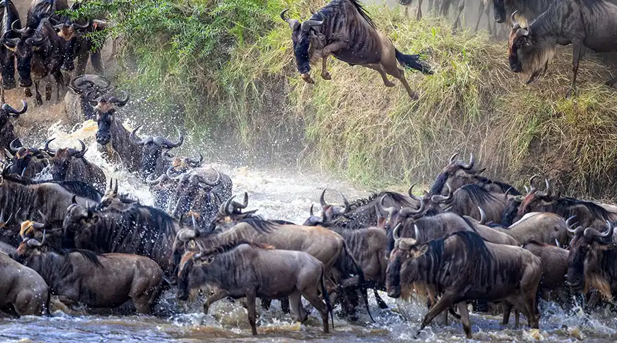 Lobo Ndutu November Migration