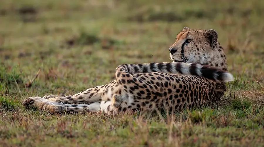 Fly-in Serengeti Cultural Discovery