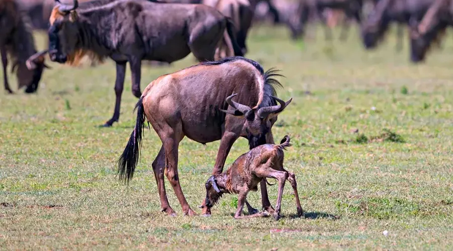 Lake Manyara Rift Valley