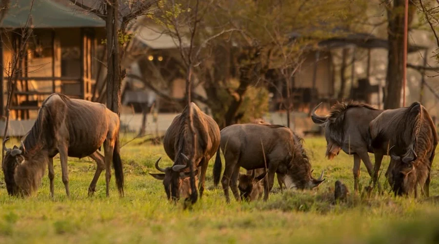 Serengeti Ngorongoro Deep Exploration