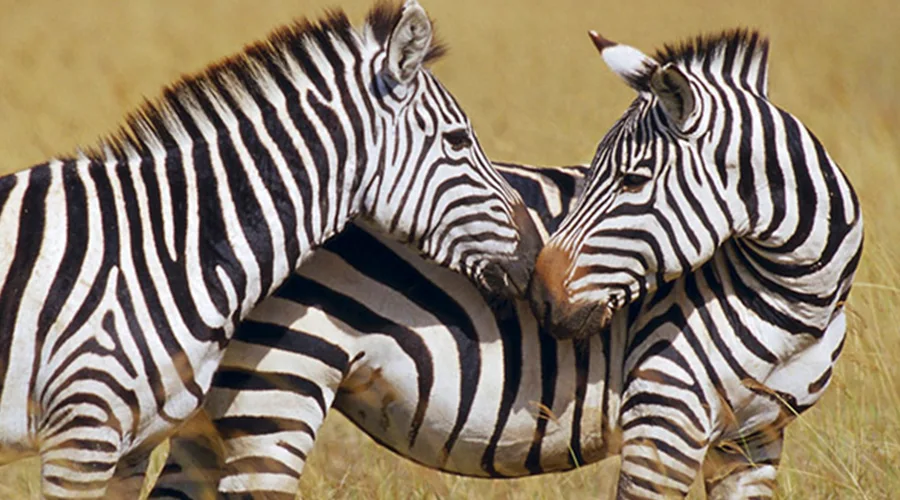 Tanzania Safari Wildlife
