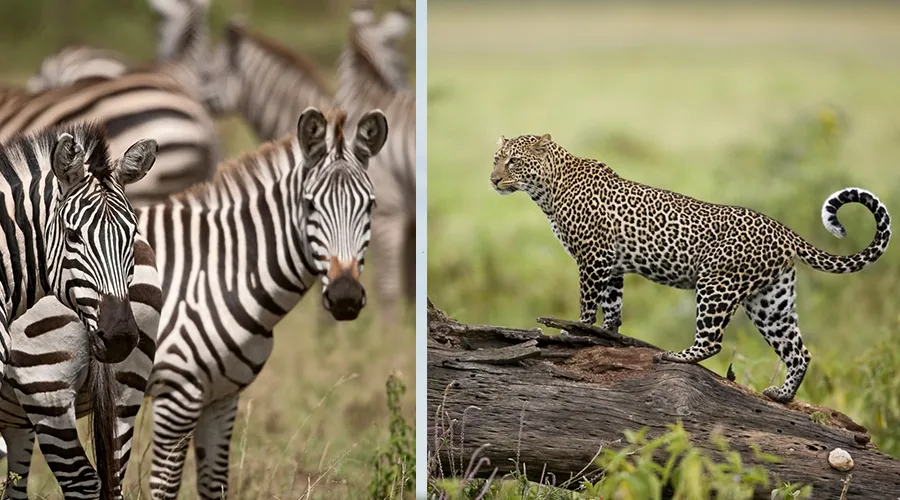 Serengeti Plains