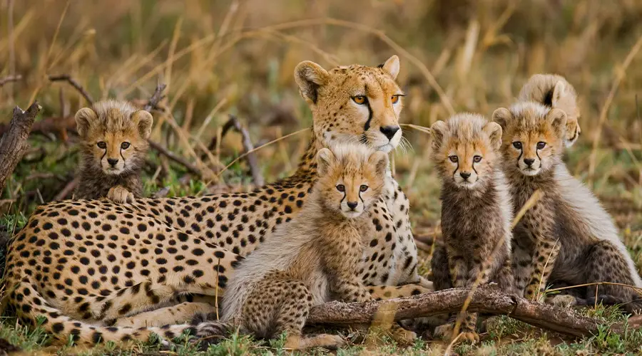 Serengeti Safari from Above