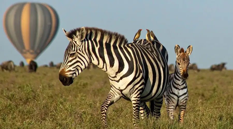 Savanna Flight Landing