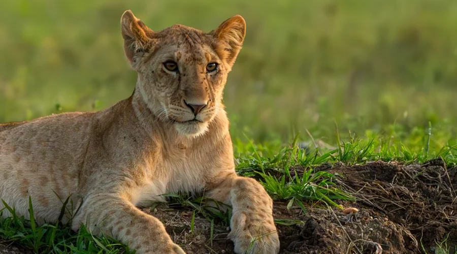 Ndutu Calving Season