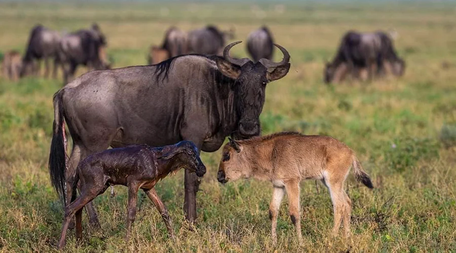 Ndutu Migration Movement