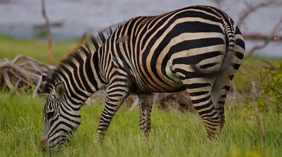 Newborn Wildebeest Calf