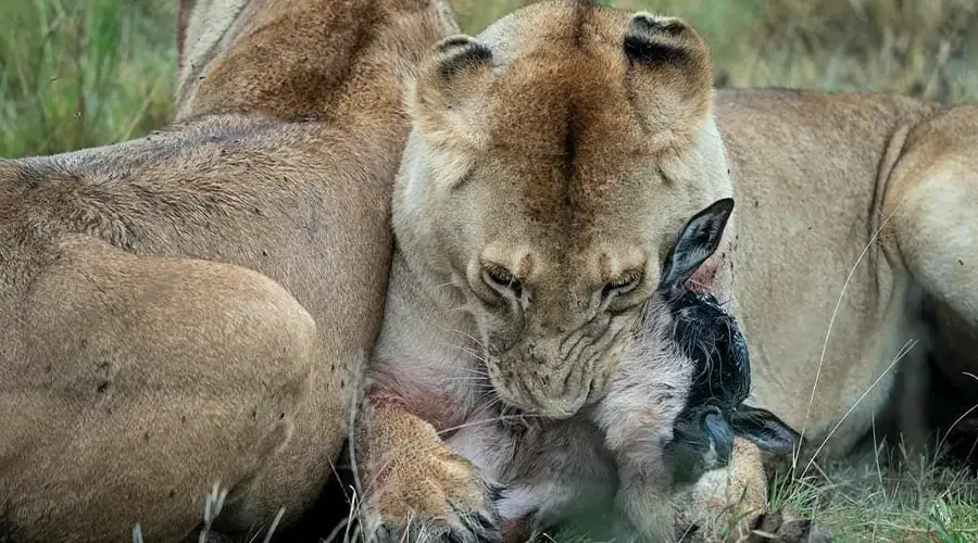 Cheetah Hunting in Ndutu