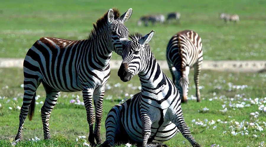 Wildebeest Grazing Savanna