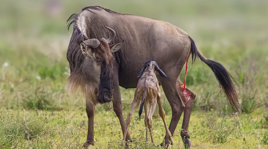 Journey to Ndutu Ngorongoro
