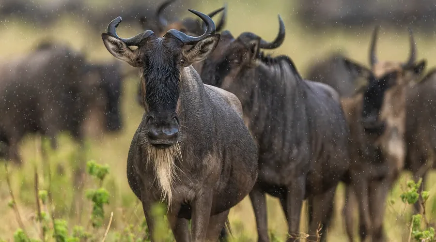 Southern Serengeti Calving Migration