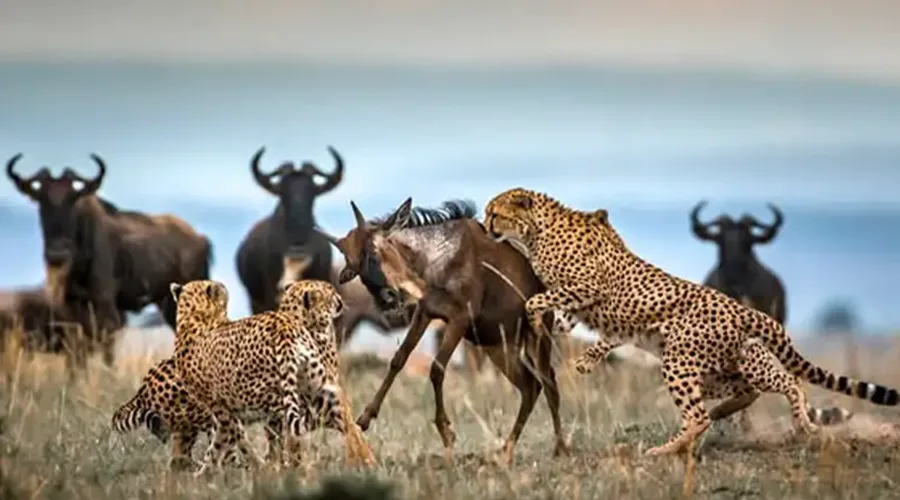 Central Serengeti Seronera Valley Game Drive