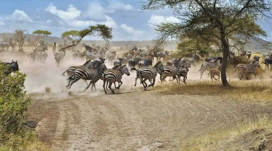 Ngorongoro Crater and Maasai Village Visit