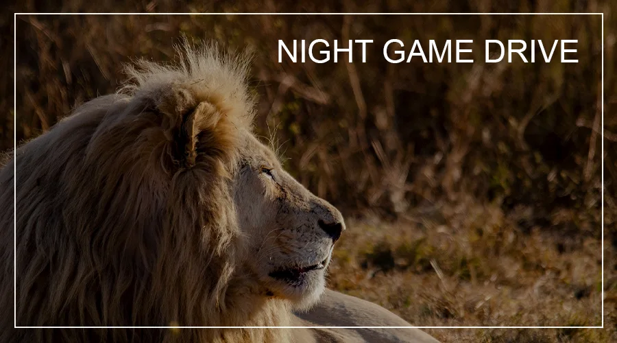Night Game Drive