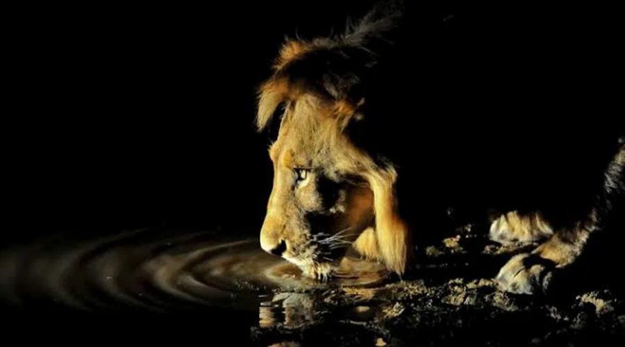 Lion Hunting at Night