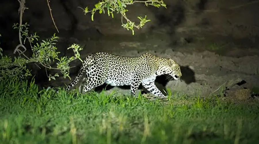 Genet Cat Night Safari