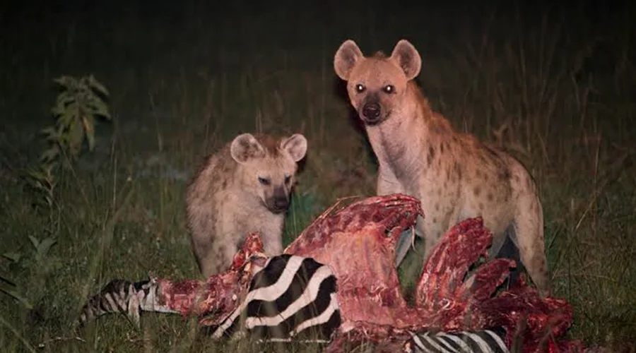 Serengeti Campfire under Stars
