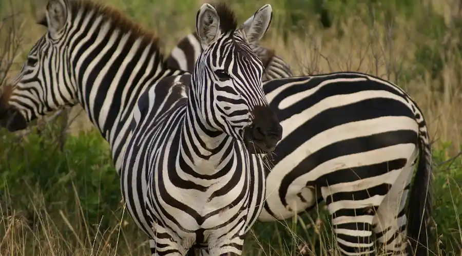 Walking Safari Adventure