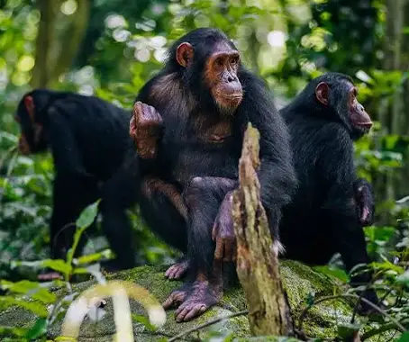 Gombe National Park