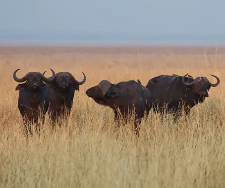 Katavi National Park