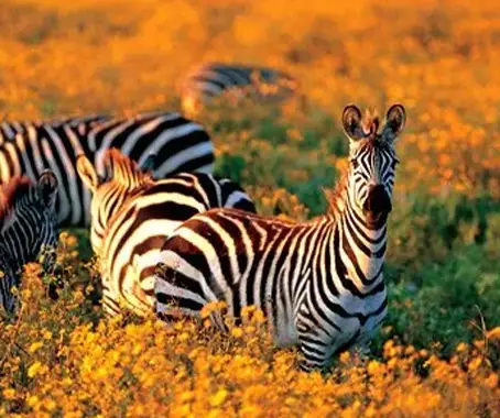Kitulo National Park
