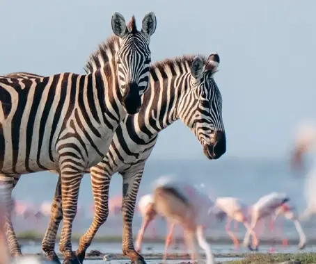 Lake Manyara National Park