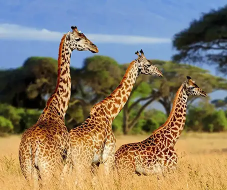 Mikumi National Park