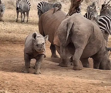 Mkomazi National Park