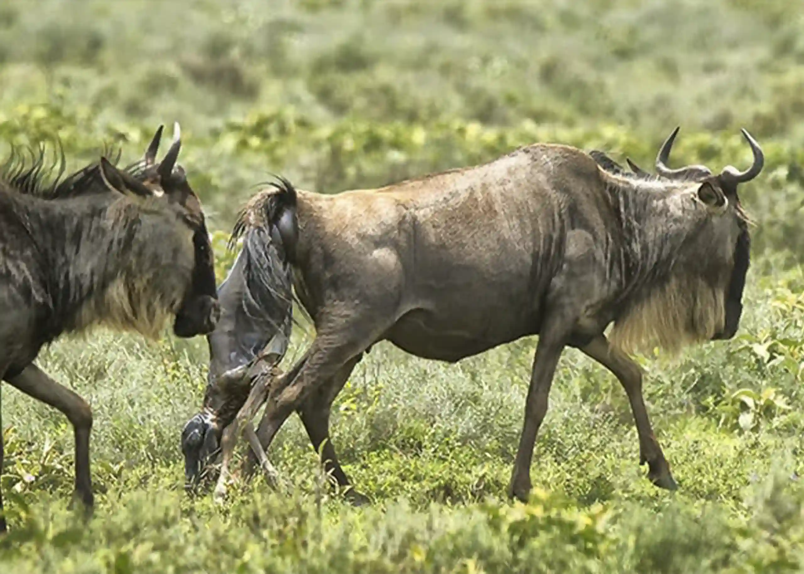 Tanzania Safari Wildlife