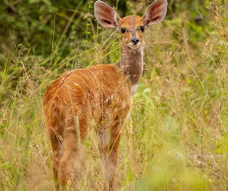 Nyerere National Park