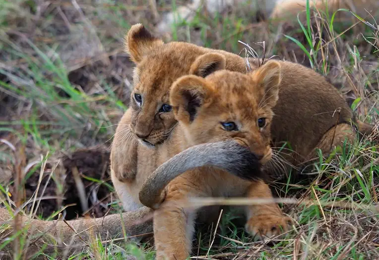 Tanzania Safari Landscape